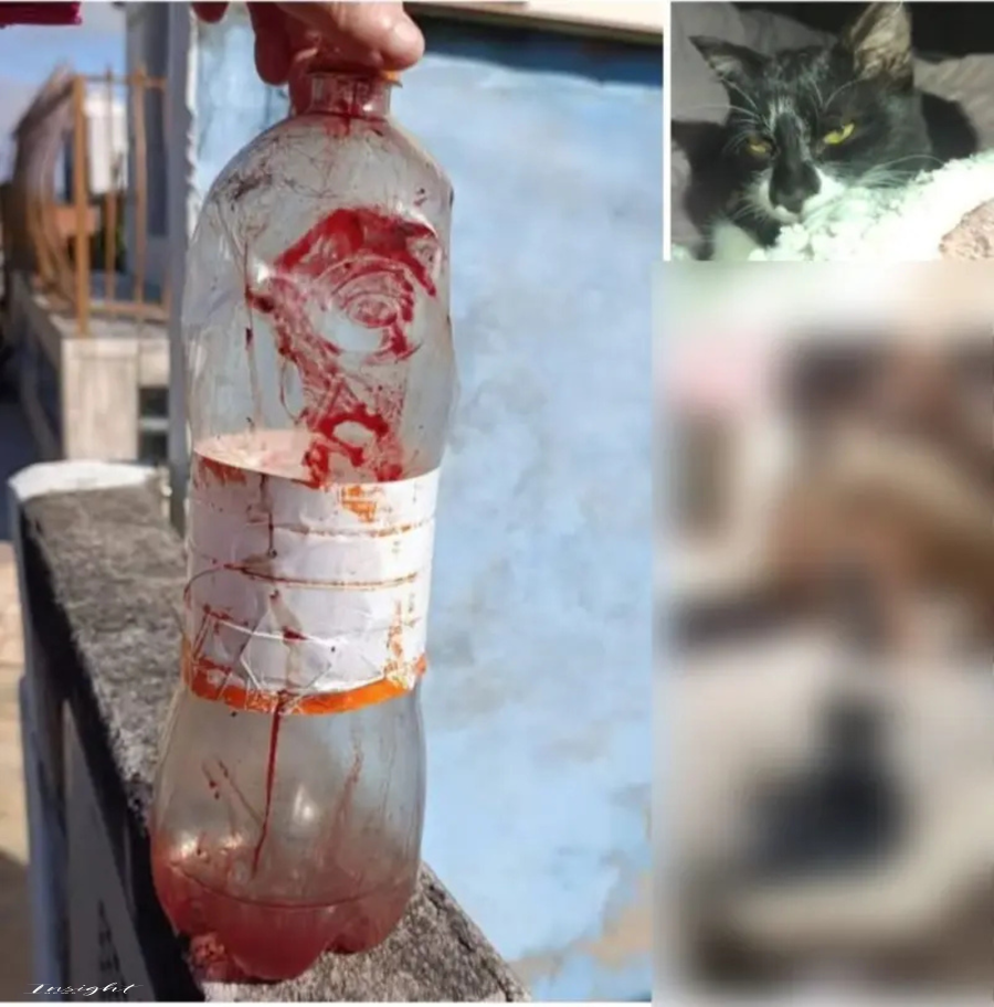 Abatedouro de Gatos Choca o Brasil e Expõe Fragilidade da Lei Sansão.