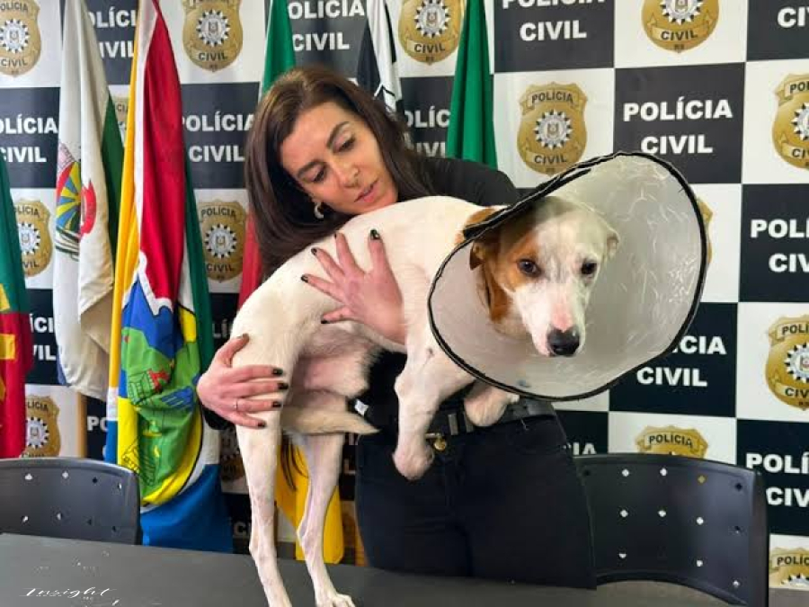 Animal amputado era usado para comover doadores na internet enquanto vivia sob negligência severa.