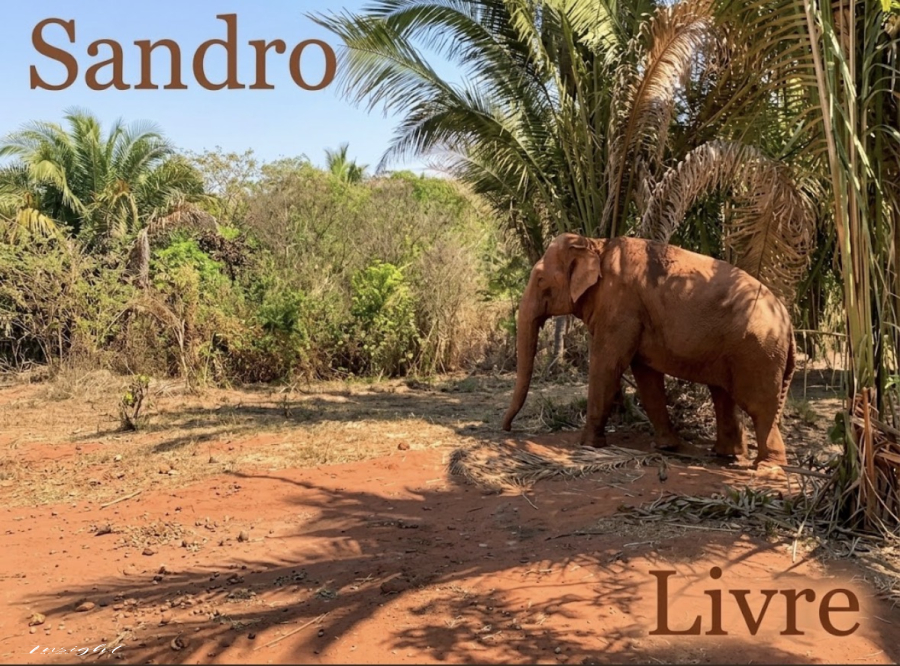 Lama, terra e liberdade: Os primeiros passos do elefante Sandro no santuário de MT.