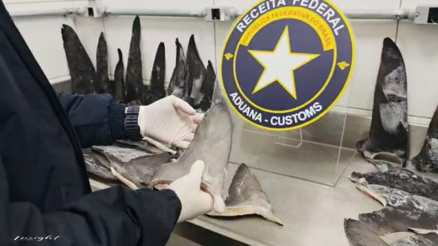 Receita Federal  intercepta 17 toneladas de barbatanas de tubarão disfarçadas de sardinha em SC.