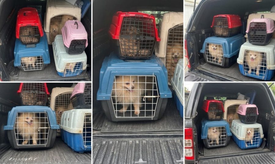 Tutor é preso em flagrante por manter 18 animais em situação de abandono.