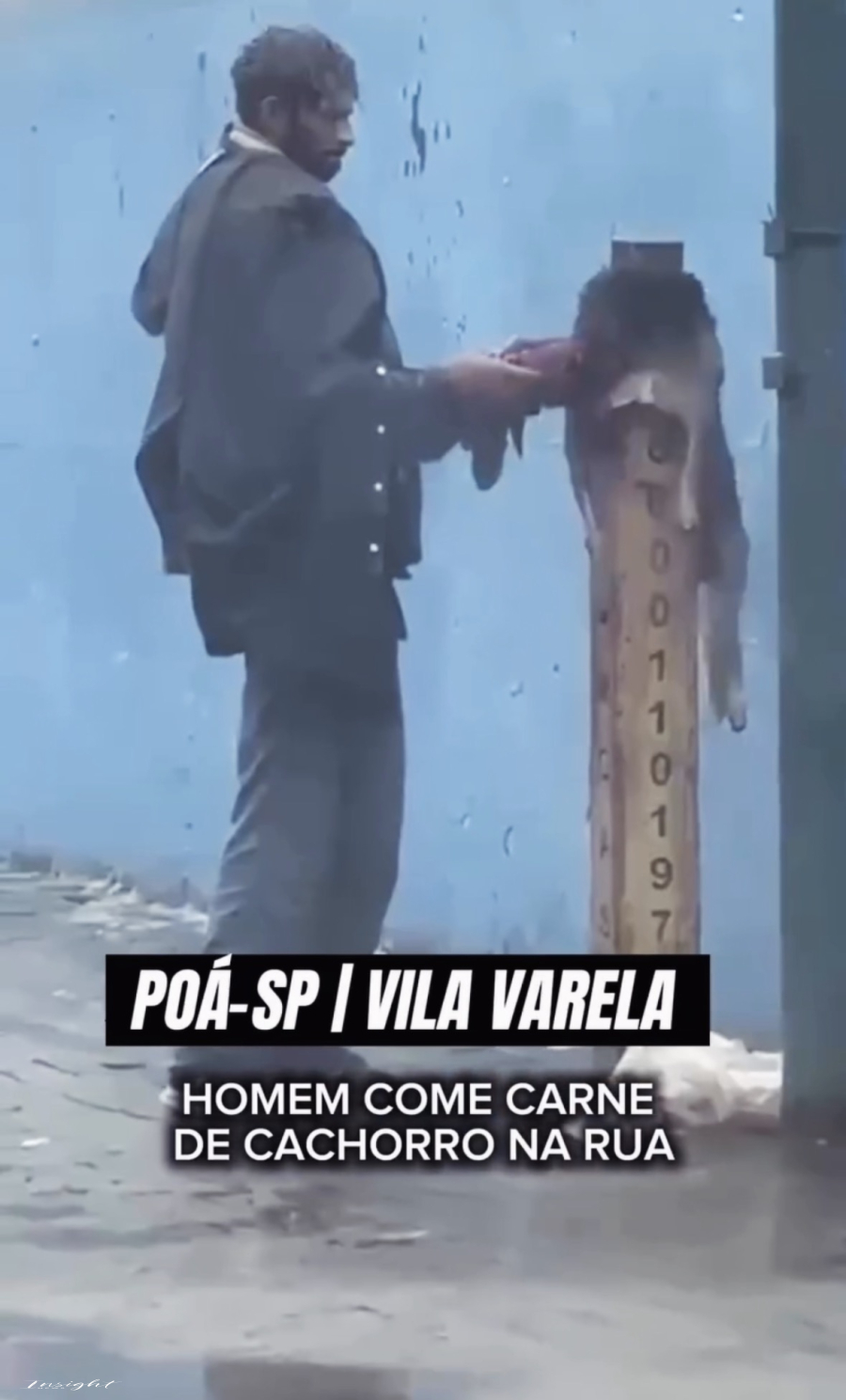 Cão assassinado em via pública com requintes de crueldade